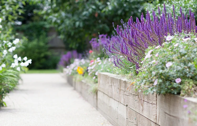 Raised beds in the garden at Cunningham House, Pirbright GU24 0JN
