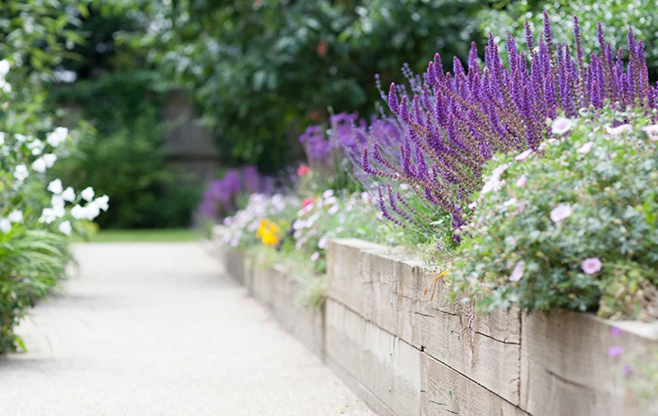 Raised beds in the garden at Cunningham House, Pirbright GU24 0JN