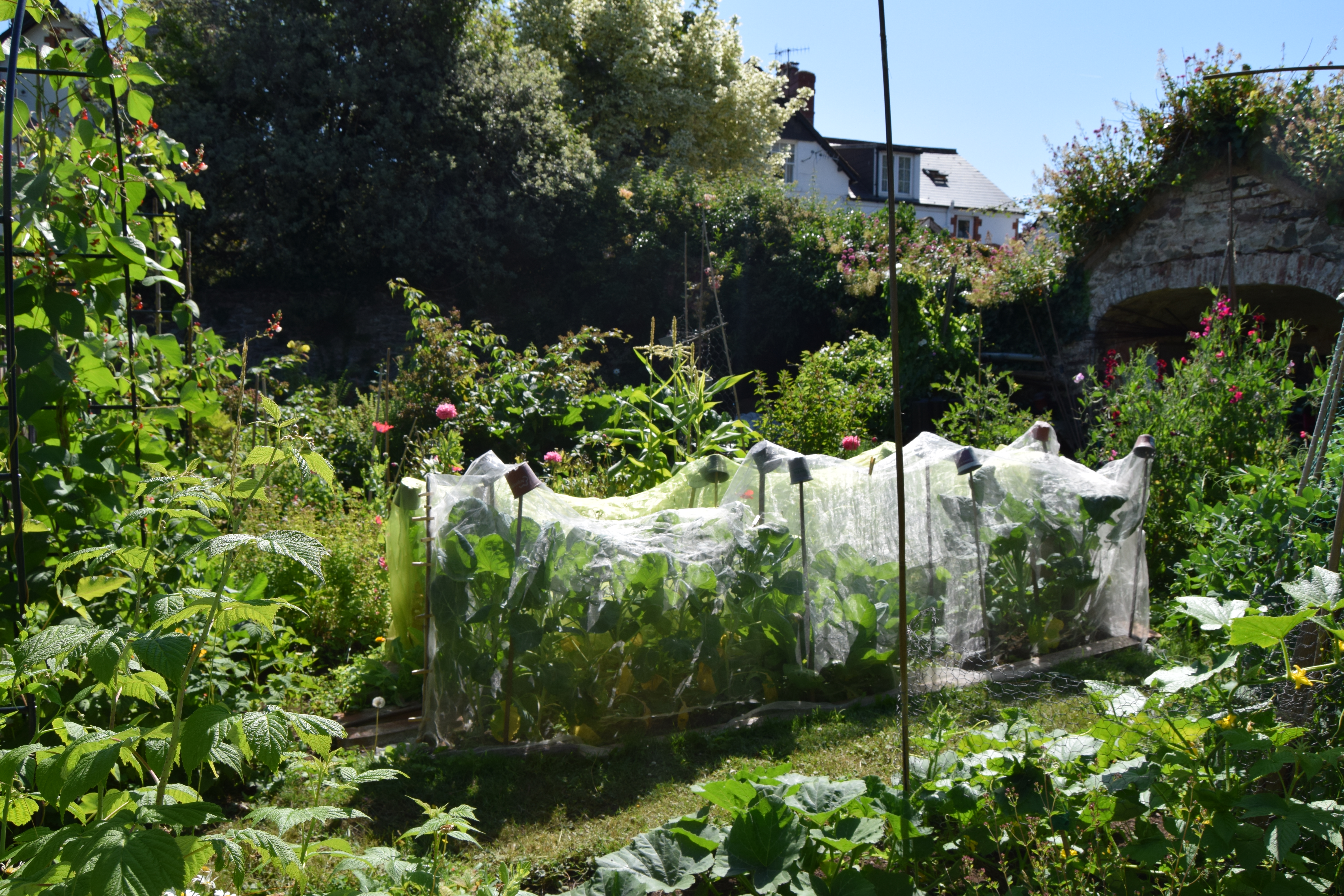 Porlock House Gardenjuly26 (10)
