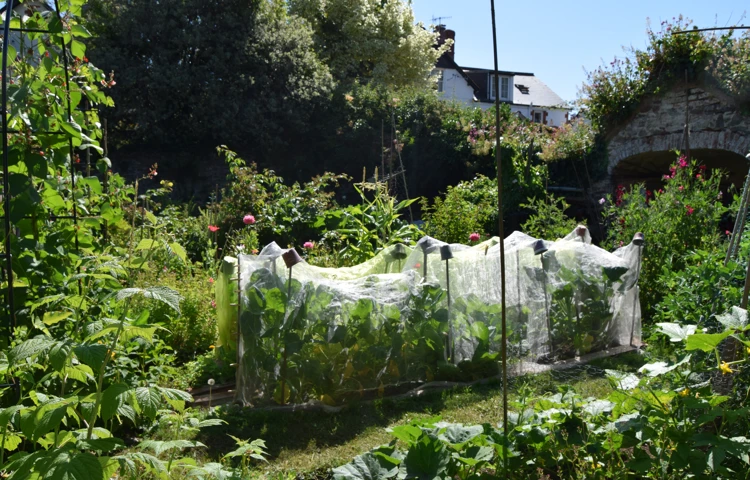 Porlock House Gardenjuly26 (10)