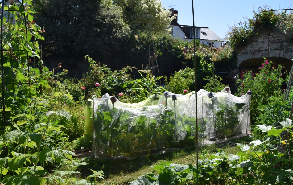 Porlock House Gardenjuly26 (10)