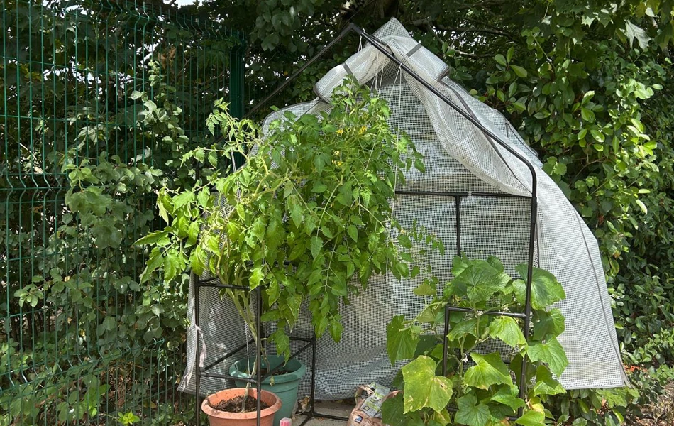 Romsey Seedtotable July26 (2)