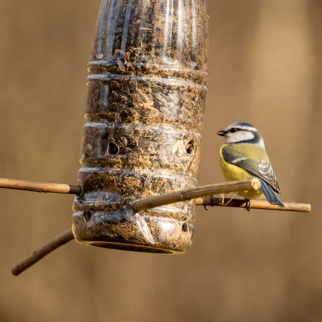 Blue Tit Sitting On Bird Feeder