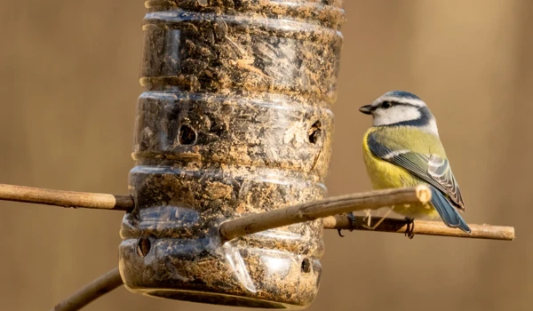 Blue Tit Sitting On Bird Feeder