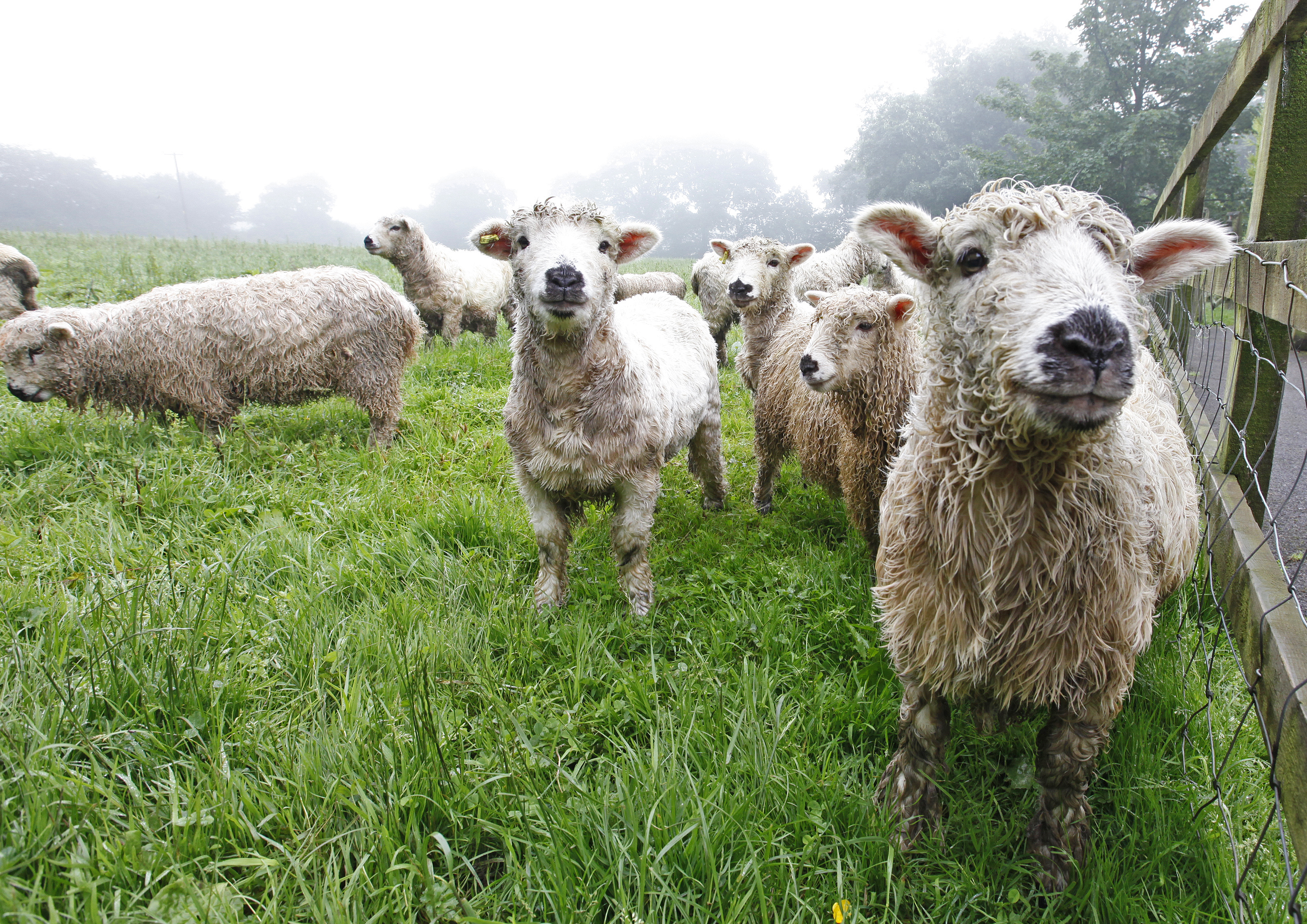 Lambs in a green field close to Hill House