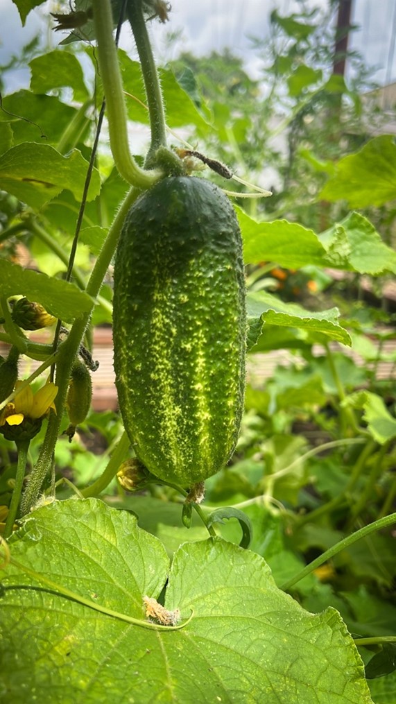 Pickling Cucumbers