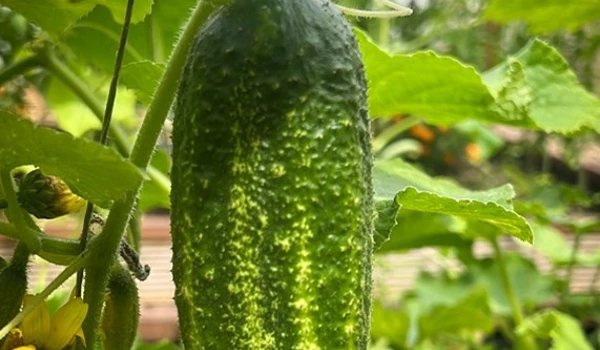 Pickling Cucumbers