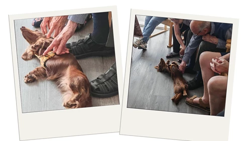 Animal Magic(Dachshunds)