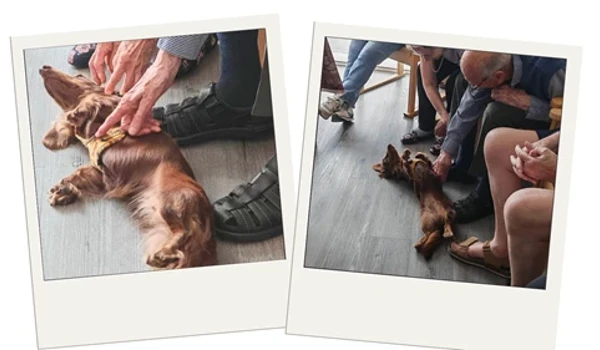 Animal Magic(Dachshunds)