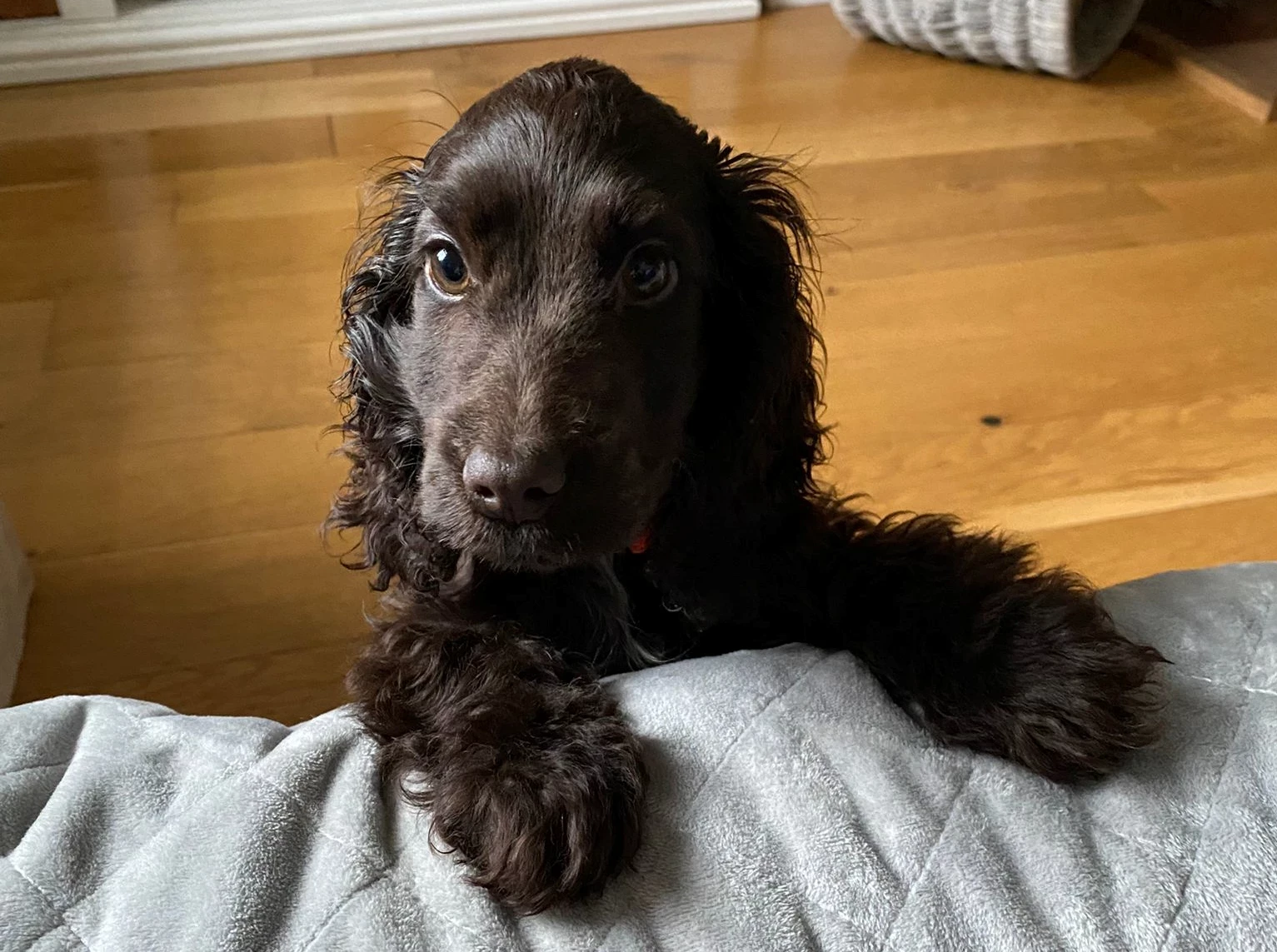 Twiglet the black cocker spaniel standing up on her paws begging