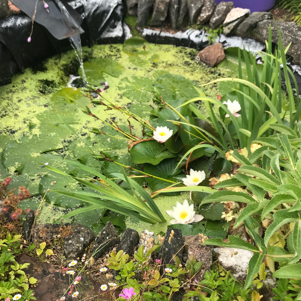 Beautiful Pond In The Garden