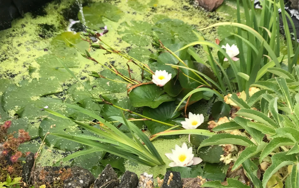 Beautiful Pond In The Garden