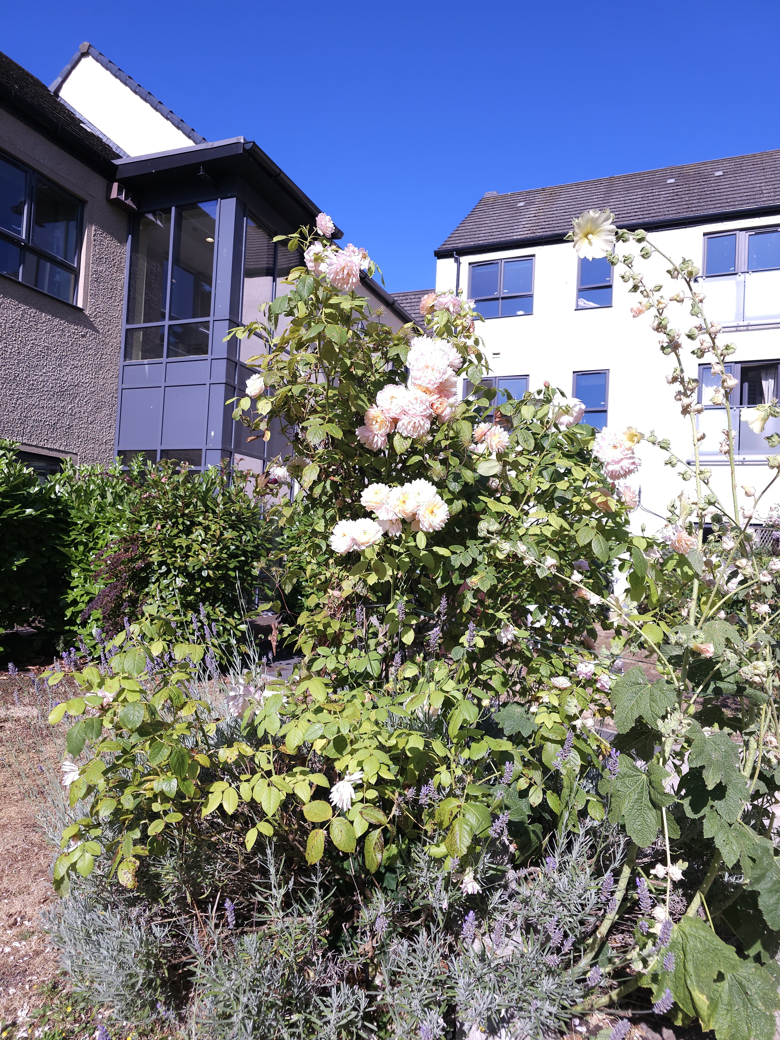 Garden4