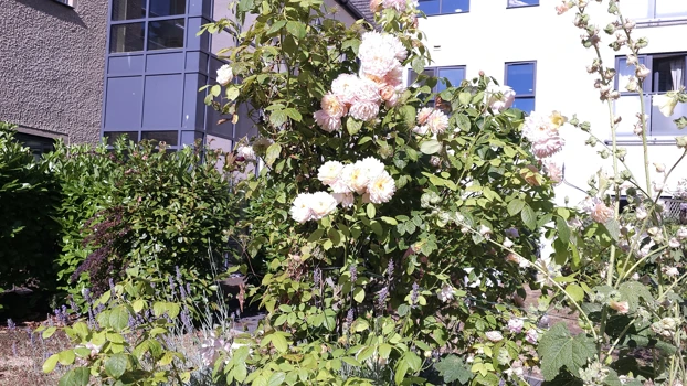 Garden4