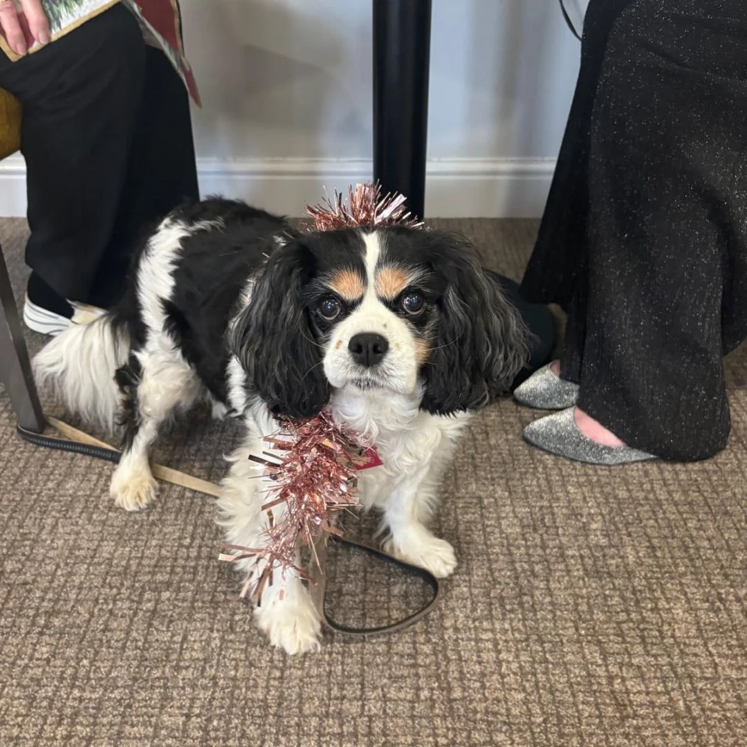 Festive Dog at Holdenhurst