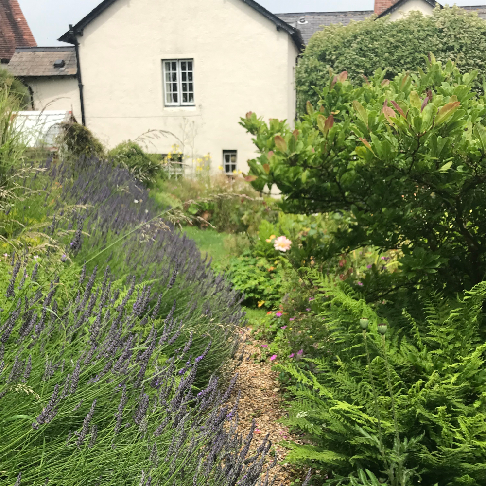 Lavender Outside The Laurels