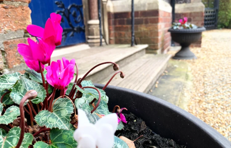 Potted plants at the front of Abbeyfield House, Norwich NR1 4EH