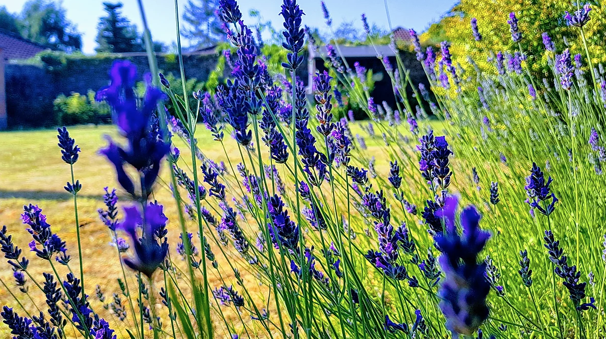 Garden at Abbeyfield House, Wells