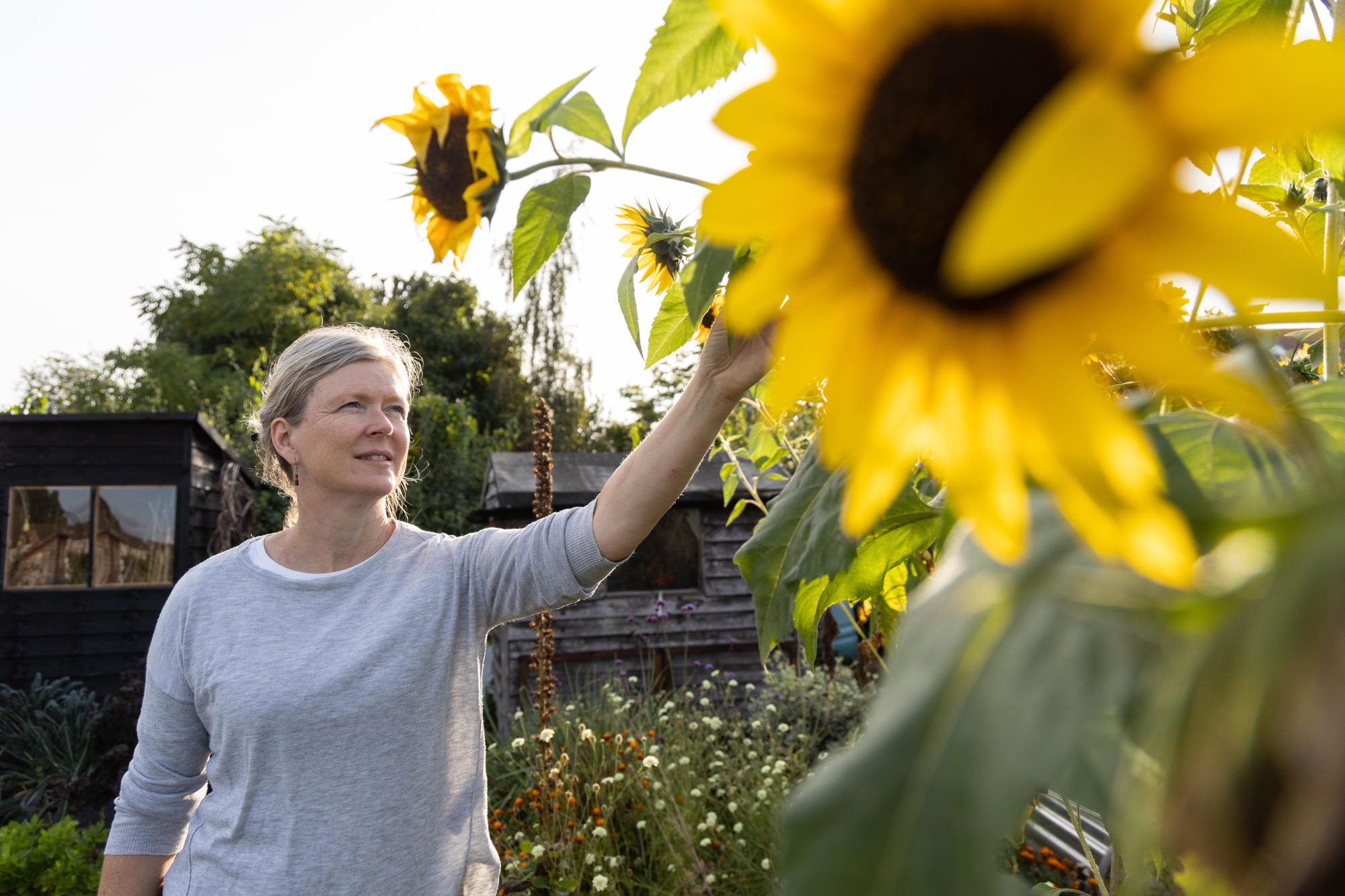 Woman Tending To Sunflowers In The Garden