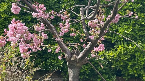 Blossom Tree 2