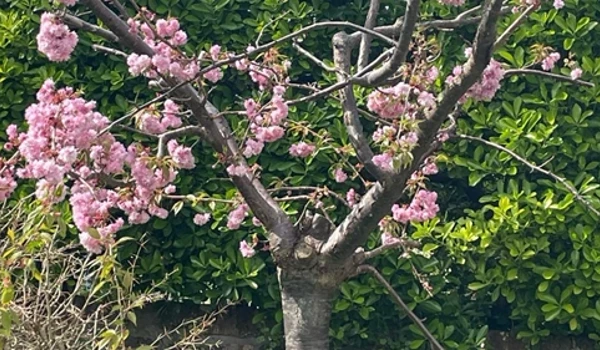 Blossom Tree 2