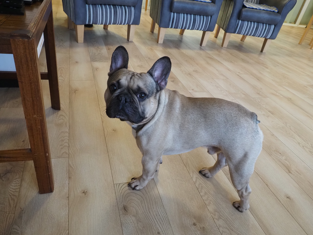 Home dog, Friars Mead, WD4 8DR
