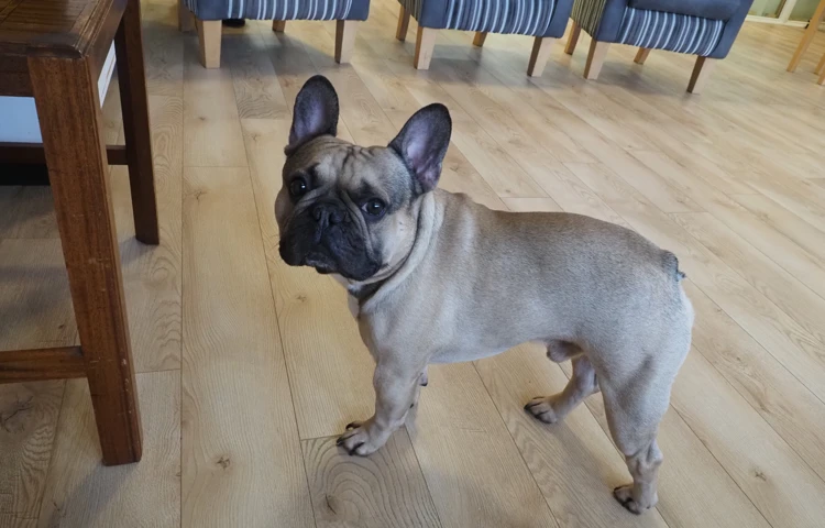 Home dog, Friars Mead, WD4 8DR