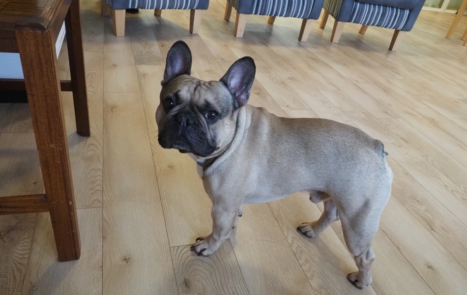 Home dog, Friars Mead, WD4 8DR